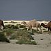 Chameaux sur la mer... de sable