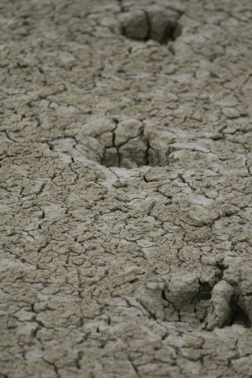 Traces de chameaux, sur l'ancienne mer d'Aral